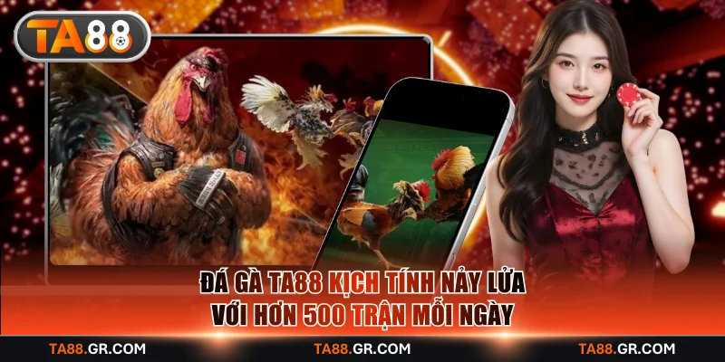Đá gà TA88 kịch tính nảy lửa với hơn 500 trận mỗi ngày